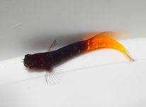 Ecsenius bicolor - ryba - akwarium morskie