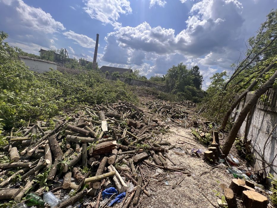Зрізання аварійних дерев , чистка дереторій , різаня дерев ,
