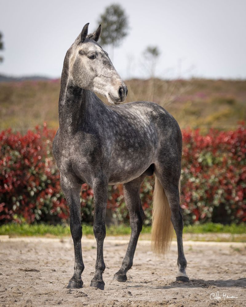 Quinas cavalo Lusitano de sonho