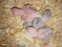 Crias de agapórnis roseicollis