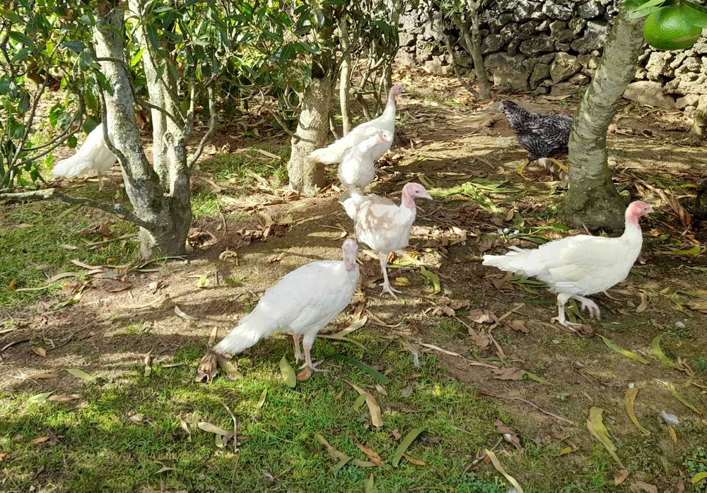 Perus novos várias cores