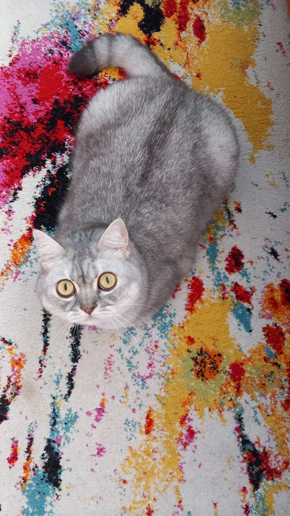 Neko Cat Sitting