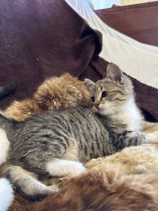 Котёнок домашний 3 месяца