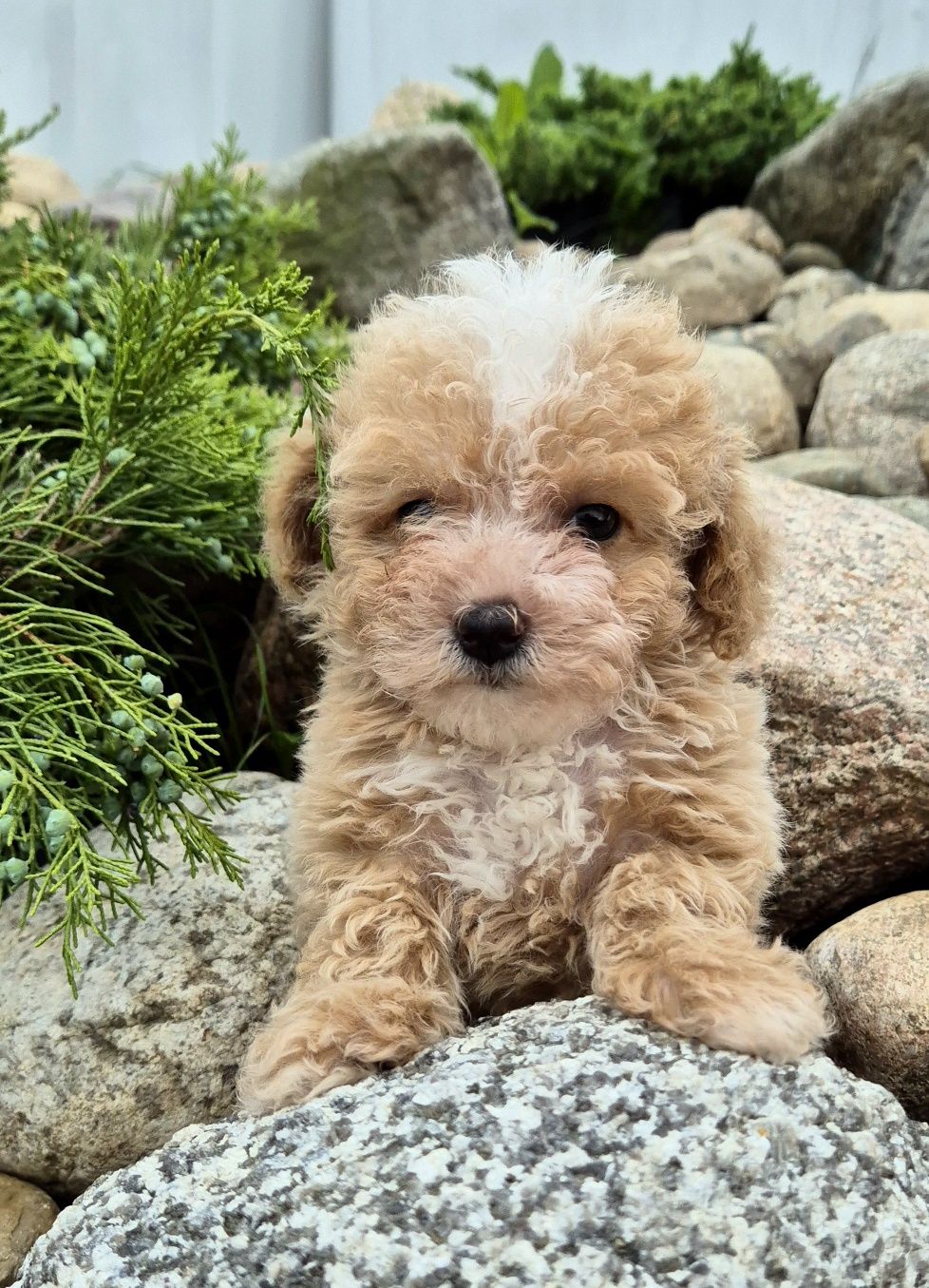 Maltipoo Samczyk hybryda ras
