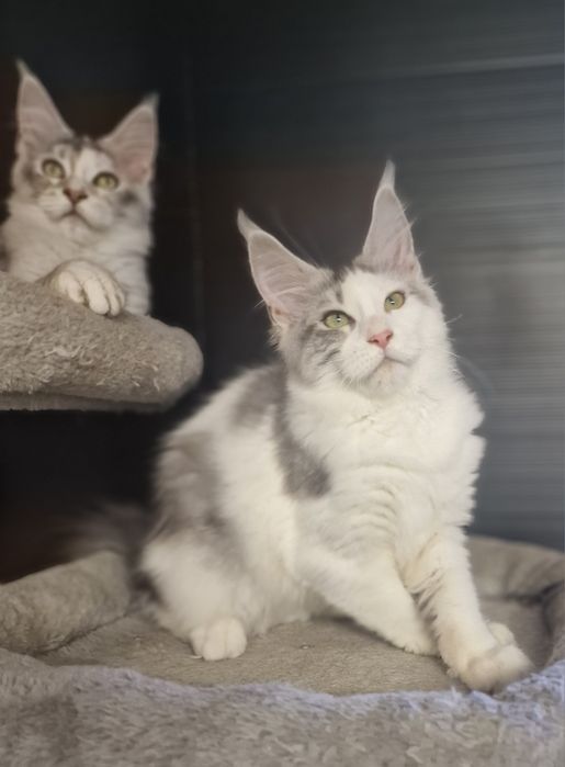 Maine coon kotka do hodowli kocięta