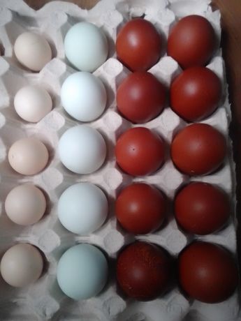 Продам Інкубаційні яйця курей різних порід