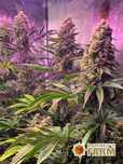 Nasiona marihuany Tropicanna Banana / Barney’s - 5 sztuk