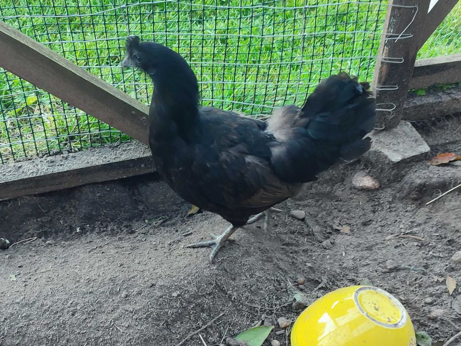 Kury Ayam cemani+ kurczaczki