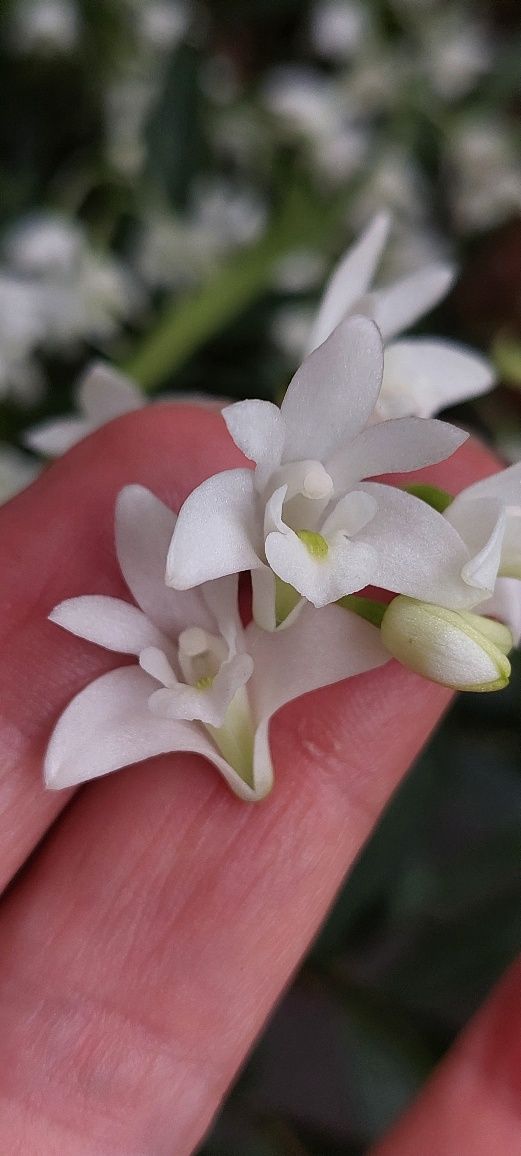 Orquideas Dendrobium kingianum