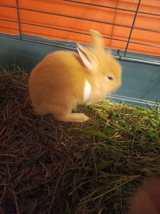 Królik miniaturka - króliki miniaturki