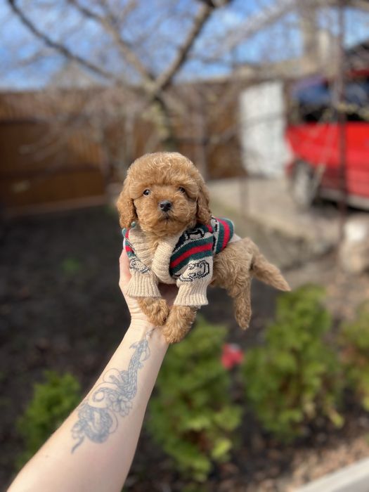 Мальтіпу сладкі малюки