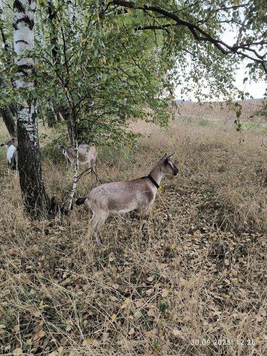 коза козел цап козочка альпійскі кози