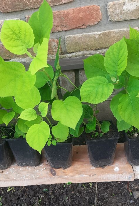 Садженці 2-х річні гортензії Анабель (Annabelle).