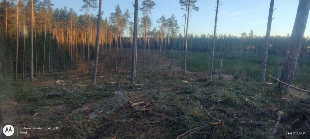 Ścinka drzew Mulczowanie Czyszczenie działek