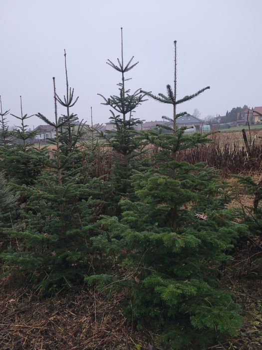 Choinki  cięte z pola