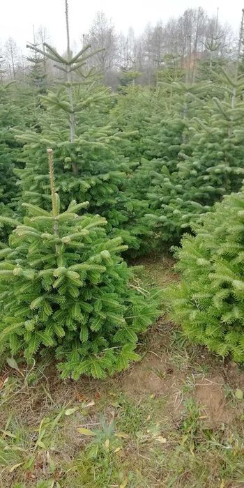 Choinka Jodła kaukaska 1 gatunek ścinana z pola