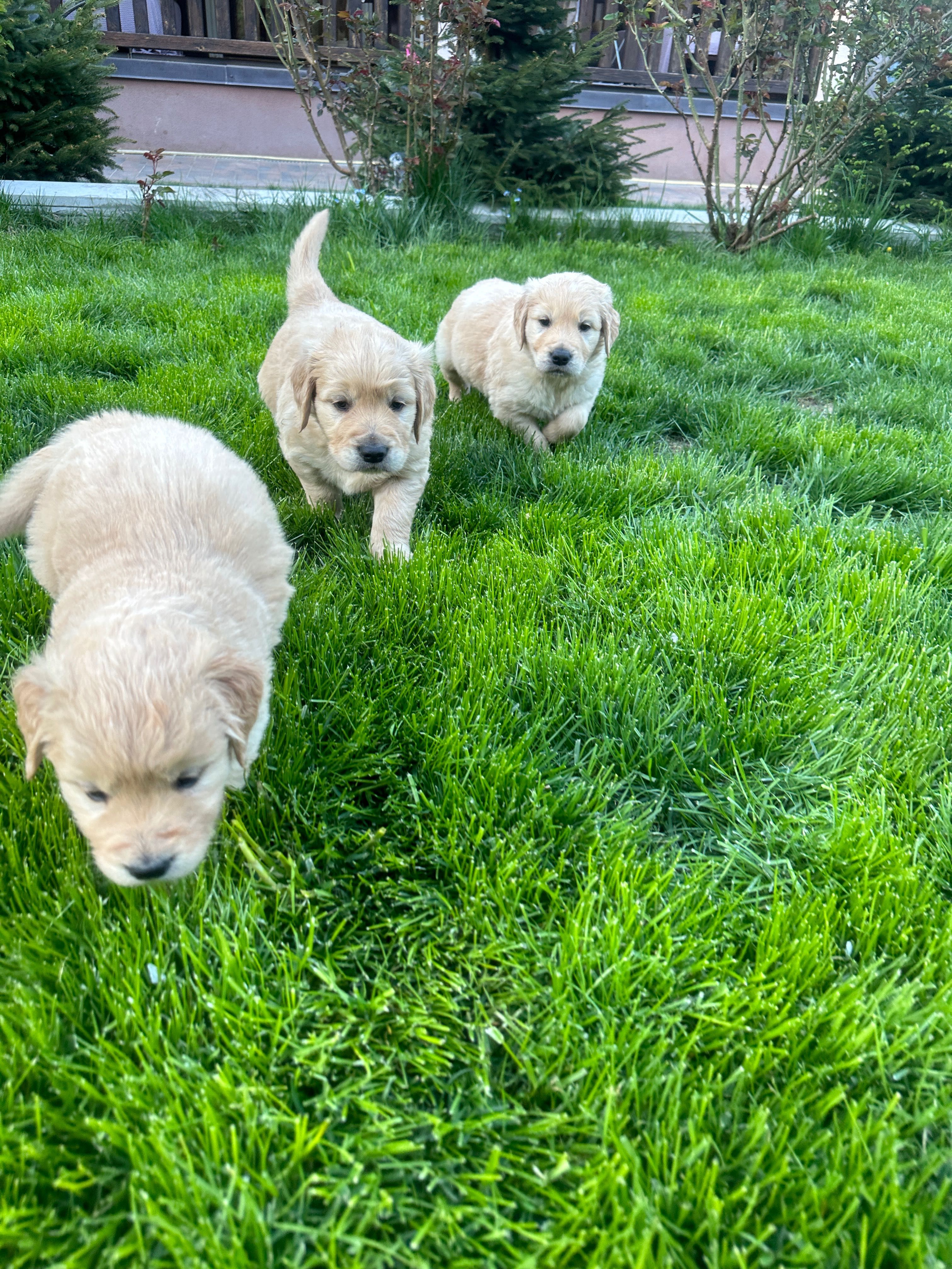 Продаються цуценята GOLDEN RETRIEVER