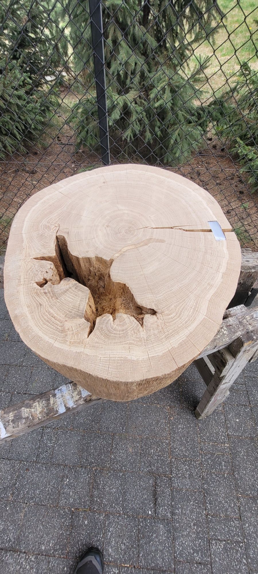 Plastry dębowe-lite około 80cm /20 cm grubość.