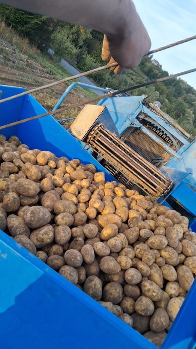 Ziemniaki jadalne żółte soraya corinna mariola własnego gospodarstwa