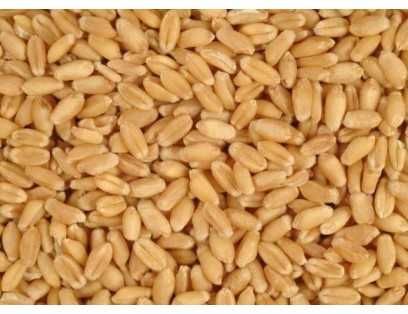 Продам Висівку пшеничну