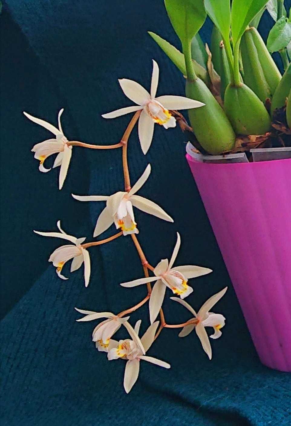 Орхідея, Coelogyne flaccida, Целогінa