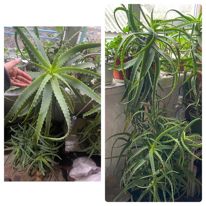 Алоє (столітник) лікувальне