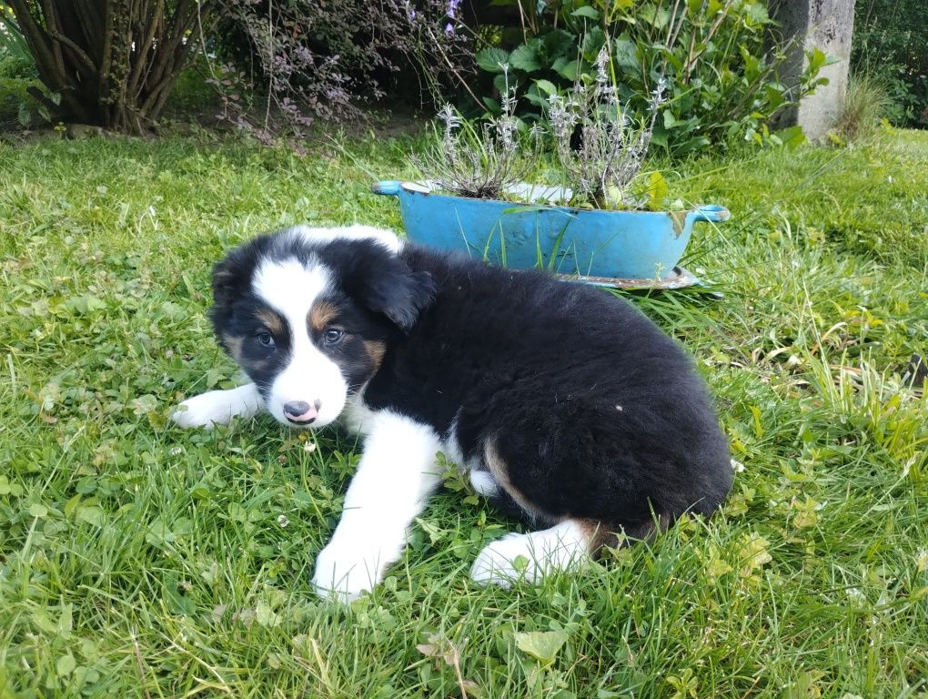 Border Collie śliczny piesek tri-color