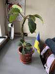 Продам Молочай гребінчастий