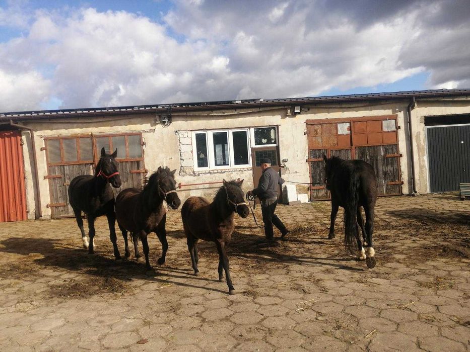 Sprzedam klacze śląskie