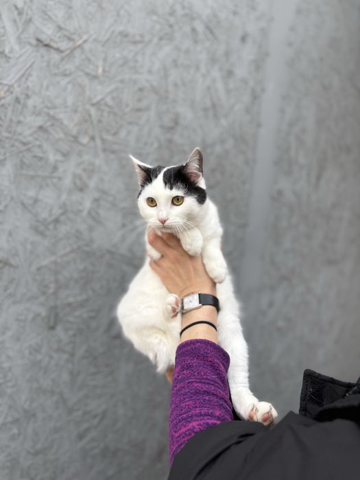 Стоун шукає родину