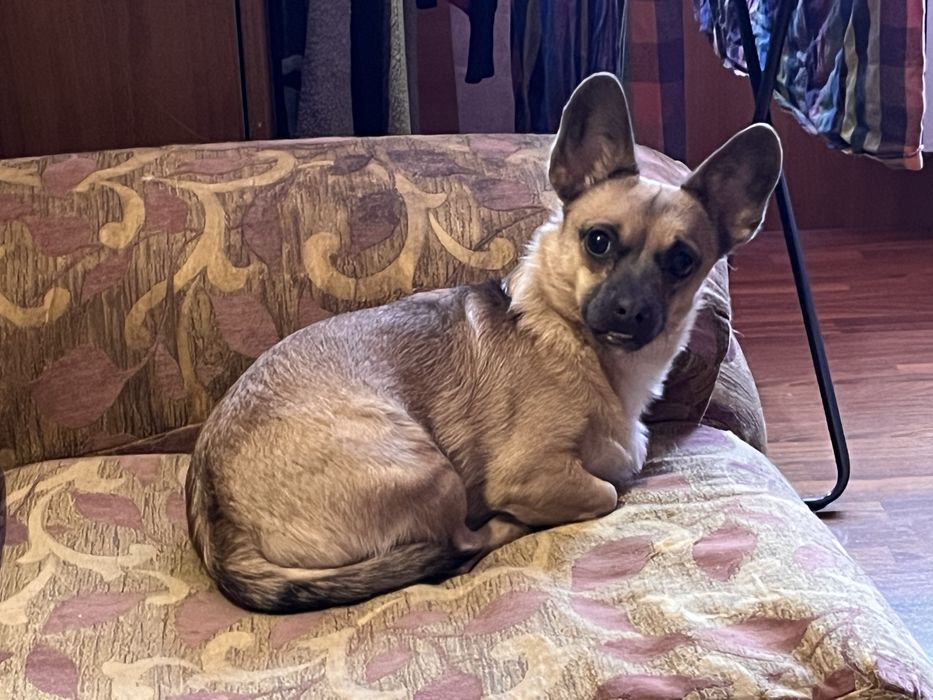 Віддаю в добрі руки щенятко!