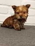 Yorkshire terrier ocean Pearl