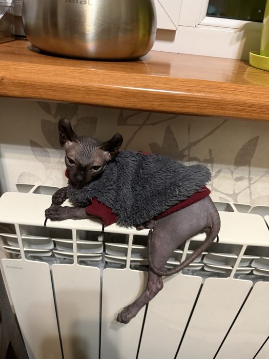 Сфінкс Дельф дівчинка