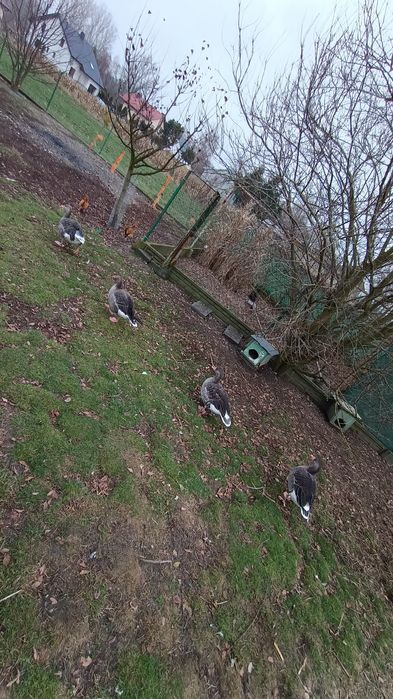 Gęsi gęgawy 2x2021r i 2x2022r