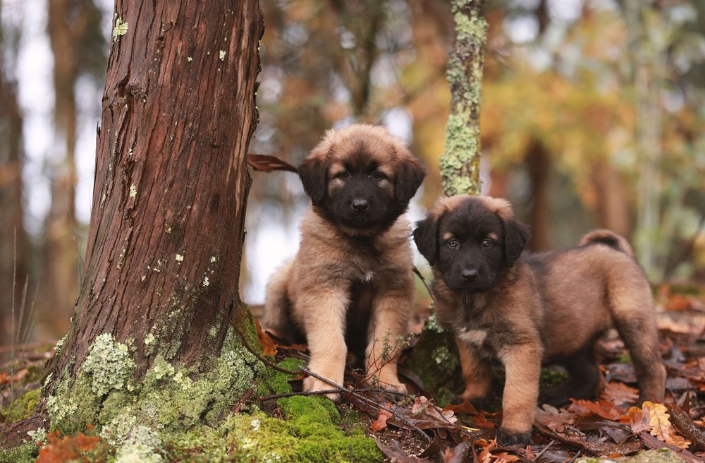Serra da Estrela, Cachorros