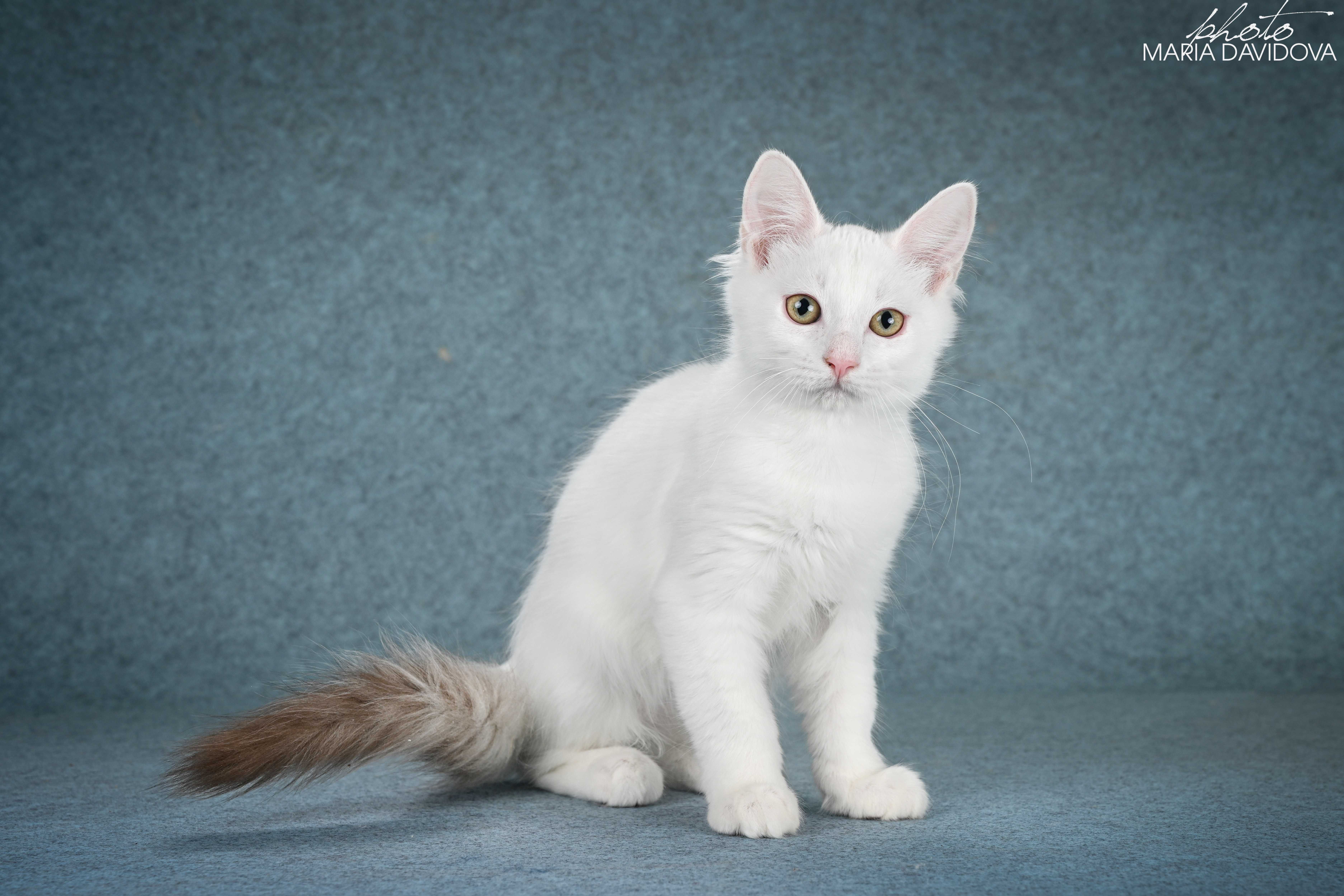 котик манчкин лонг длинные лапки