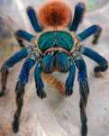Samica Chromatopelma cyaneopubescens