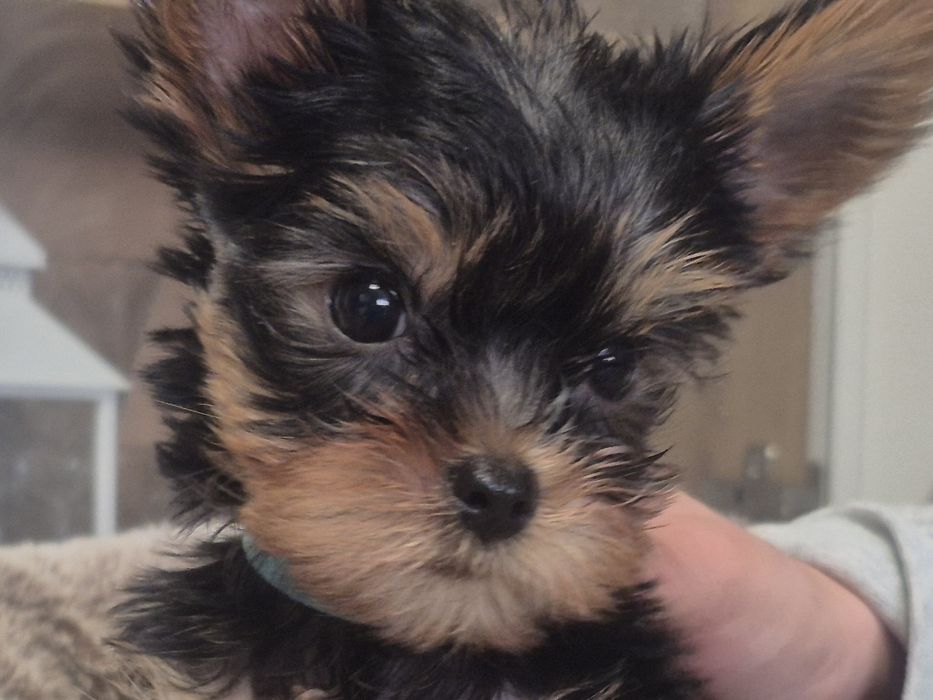 Yorkschire Terrier