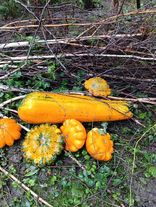 Безкоштовно насіння різне