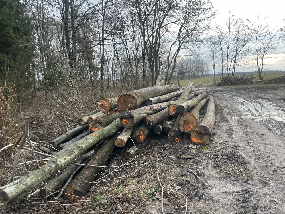 Drewno dębowe na pomosty tarasy wytne pod wymiar slupki deski itp .