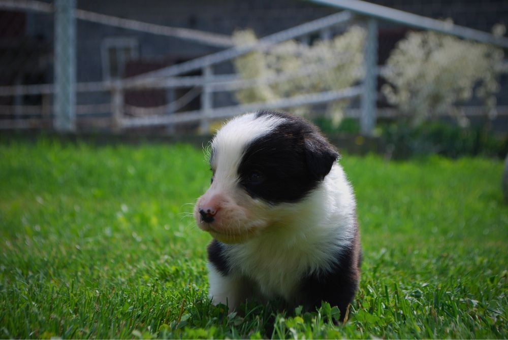 Sprzedam szczeniaki Border Collie