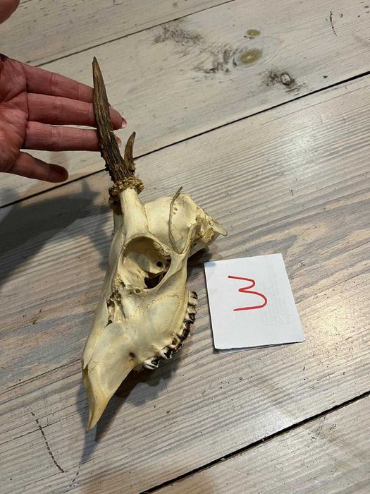 Parostki kozła koziołek, poroże #3