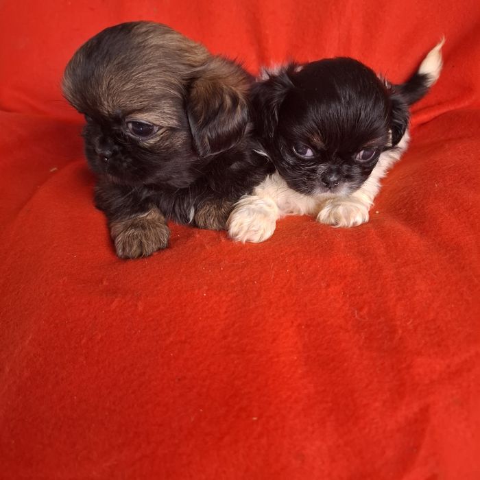 Pekińczyk rodowód + wyprawka