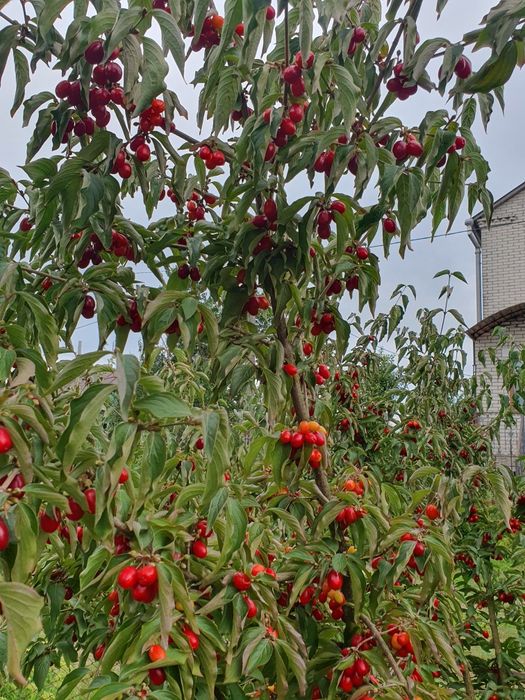 Актинидія(міні ківі),