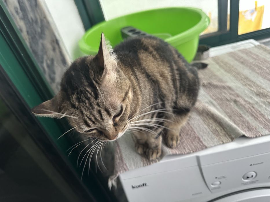 para adoção responsável