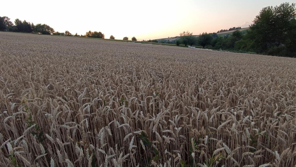 Pszenica  czyszczona