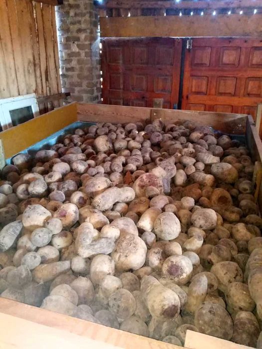 Sprzedam Buraczki Czerwone