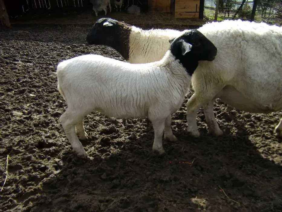 Dorpery do sprzedania od zaraz.