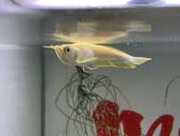 Arowana albino 12 14cm