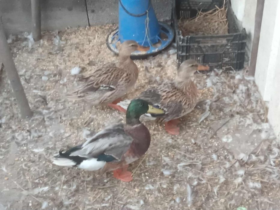 Vende-se patos reais